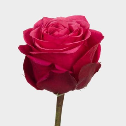 Wholesale flowers: Rose Cherry O 40cm