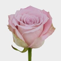 Rose Faith 40 Cm - Wholesale - Blooms By The Box