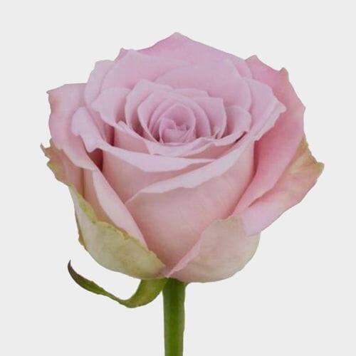 Bulk flowers online - Rose Faith 40 Cm