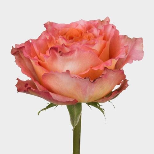 Wholesale flowers prices - buy Rose Free Spirit 40 Cm in bulk