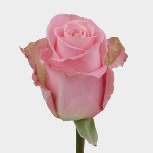 Wholesale flowers prices - buy Rose Hermosa Pink 50 Cm in bulk