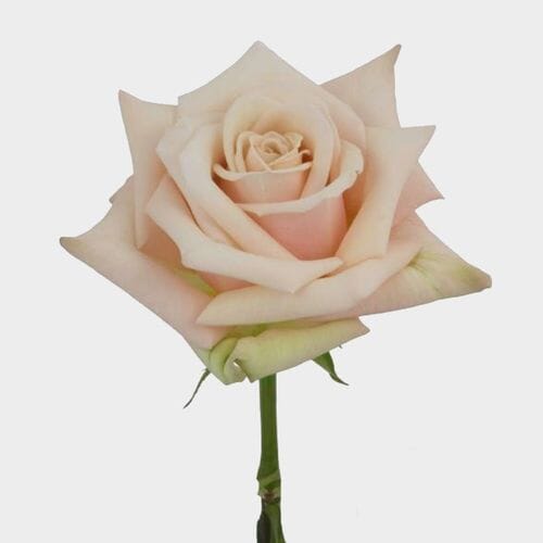 Bulk flowers online - Rose Sahara 50Cm