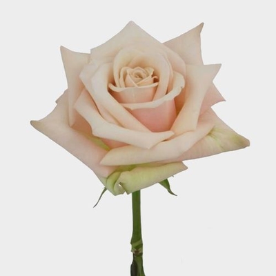 Rose Sahara 50Cm - Wholesale - Blooms By The Box