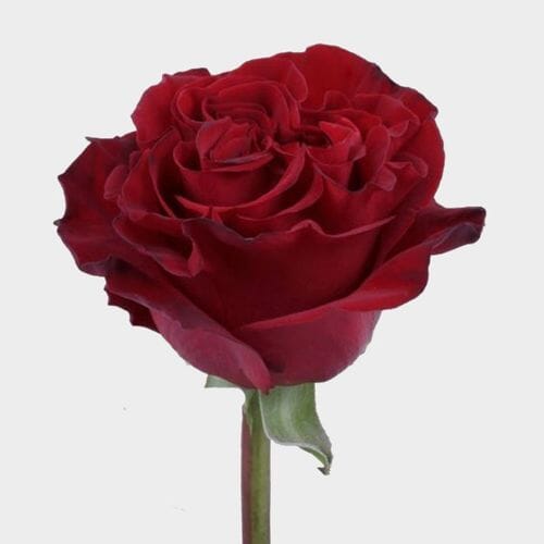 Bulk flowers online - Rose Hearts Red 50cm