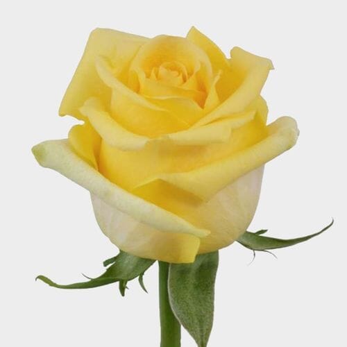 Wholesale flowers: Rose Hummer Yellow 50 Cm.
