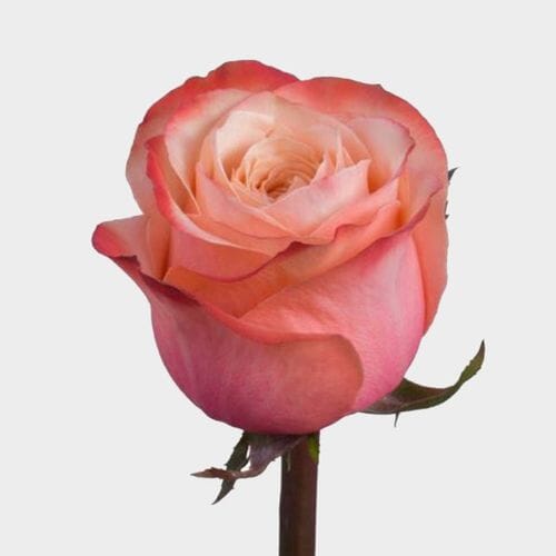 Wholesale flowers prices - buy Rose Kahala Peach 50Cm in bulk