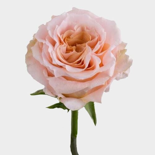 Wholesale flowers prices - buy Rose Shimmer 60cm in bulk