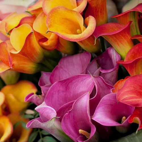 Mini Calla Lily Assorted Colors Bulk