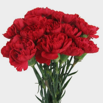 Red Mini Carnation Flowers, DIY Wedding Flowers
