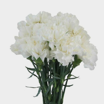 Wholesale Dried Flowers & Foliage - Buy in Bulk & Save