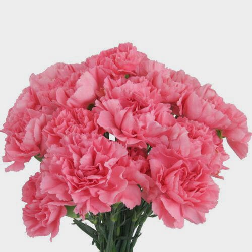 Bulk flowers online - Pink Carnations Fancy Flowers Bulk