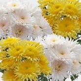 Cremone Mum Flowers Assorted