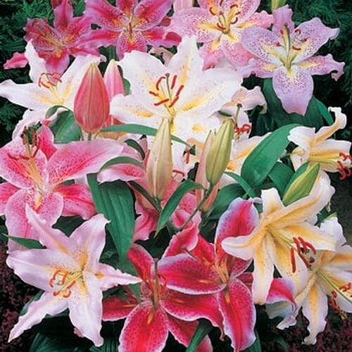 Hybrid Asiatic Lilies Assorted