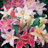 Hybrid Asiatic Lilies Assorted