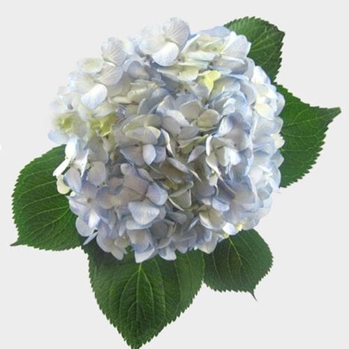 Blue Hydrangea Flowers Bulk Wholesale Blooms By The Box