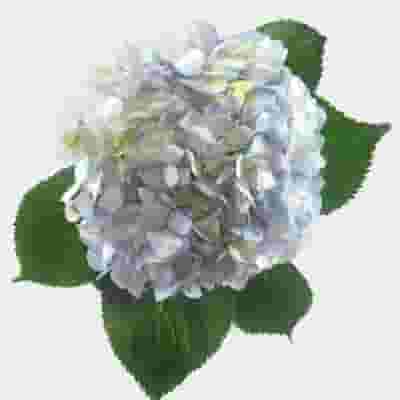 Blue Hydrangea Flowers Bulk