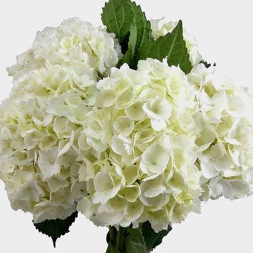 Bulk flowers online - White Hydrangea Flowers Bulk