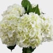 White Hydrangea Flowers Bulk