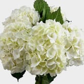 White Hydrangea Flowers Bulk