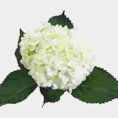 White Hydrangea Flowers Bulk