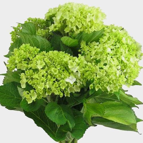 Wholesale flowers prices - buy Mini Green Hydrangea Flowers Bulk in bulk