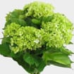 Mini Green Hydrangea Flowers Bulk