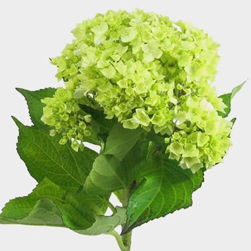 Mini Green Hydrangea Flowers Bulk
