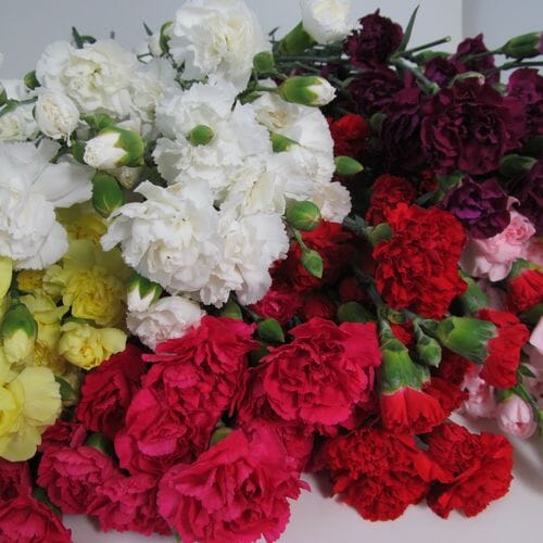 Wholesale flowers: Mini Carnations Assorted Fancy