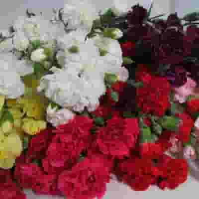 Mini Carnations Assorted Fancy