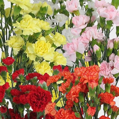 Mini Carnation Flowers Novelty Colors - Wholesale - Blooms By The Box