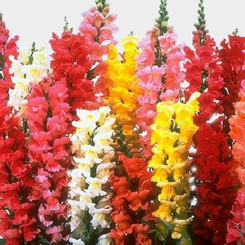 Wholesale flowers prices - buy Snapdragon Flowers Assorted Bulk in bulk