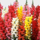 Snapdragon Flowers Assorted Bulk