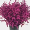 Solidago Painted Pink Bulk