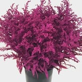 Solidago Painted Pink Bulk