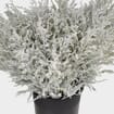 Solidago Painted White Bulk