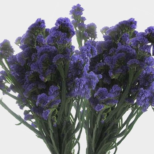 Purple Statice Flowers Bulk - Wholesale - Blooms By The Box