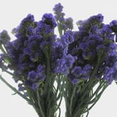Purple Statice Flowers Bulk