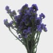 Purple Statice Flowers Bulk