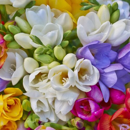 Bulk flowers online - Freesia Assorted Colors Bulk