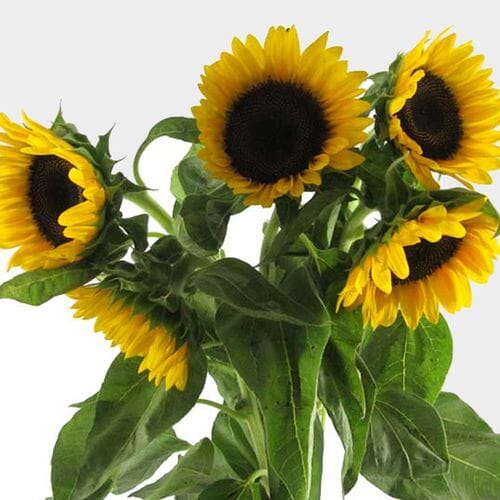 Bulk flowers online - Sunflower Yellow Black Center Bulk