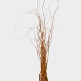 Curly Willow Tips Assorted Bulk