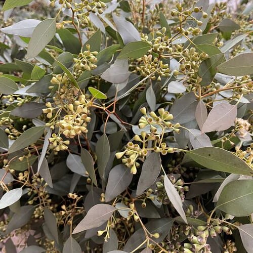 Eucalyptus Seeded Bulk - Wholesale - Blooms By The Box