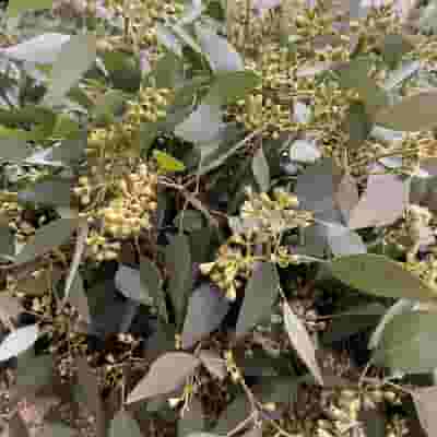 Eucalyptus seeded - Bulk and Wholesale – Bunches Direct USA