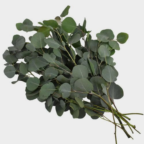 Bulk flowers online - Eucalyptus Silver Dollar Bulk