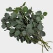 Eucalyptus Silver Dollar Bulk