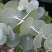 Eucalyptus True Blue Bulk