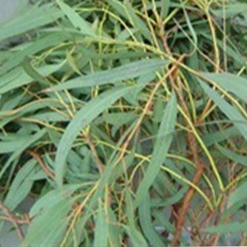 Wholesale flowers prices - buy Eucalyptus Willow Bulk in bulk
