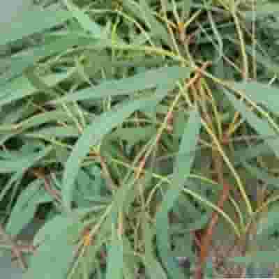 Eucalyptus Willow Bulk