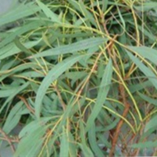 Eucalyptus Willow Bulk