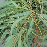 Eucalyptus Willow Bulk
